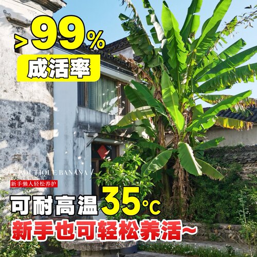 芭蕉树绿植盆栽庭院香蕉树苗大型北方室外内耐寒植物户外大叶巴蕉 - 图2