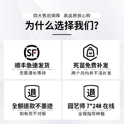 果汁阳台月季盆栽花苗大花四季开花玫瑰带花苞阳台植物红果汁花卉 - 图2