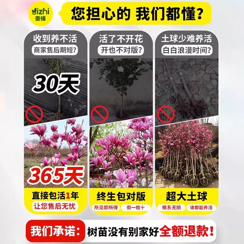 玉兰花树苗带花苞四季玉兰花树苗庭院别墅风景树绿化耐寒室外花卉 - 图1