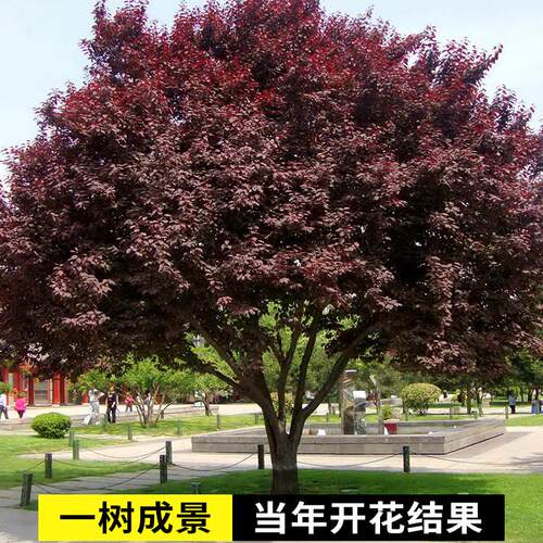 紫叶李树苗红叶李子树苗绿化风景树庭院地栽耐寒植物 - 图0