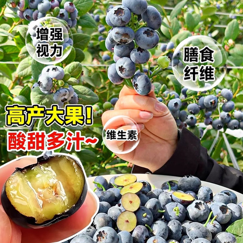 蓝莓树果苗盆栽阳台庭院薄雾特大F6耐寒南北种植当年结果懒人好养 - 图1