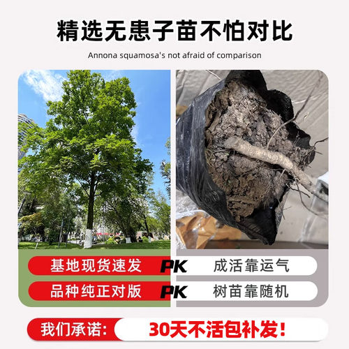 无患子树苗鬼见愁四季绿化树苗南北方庭院名贵风景大树保平安绿植 - 图0