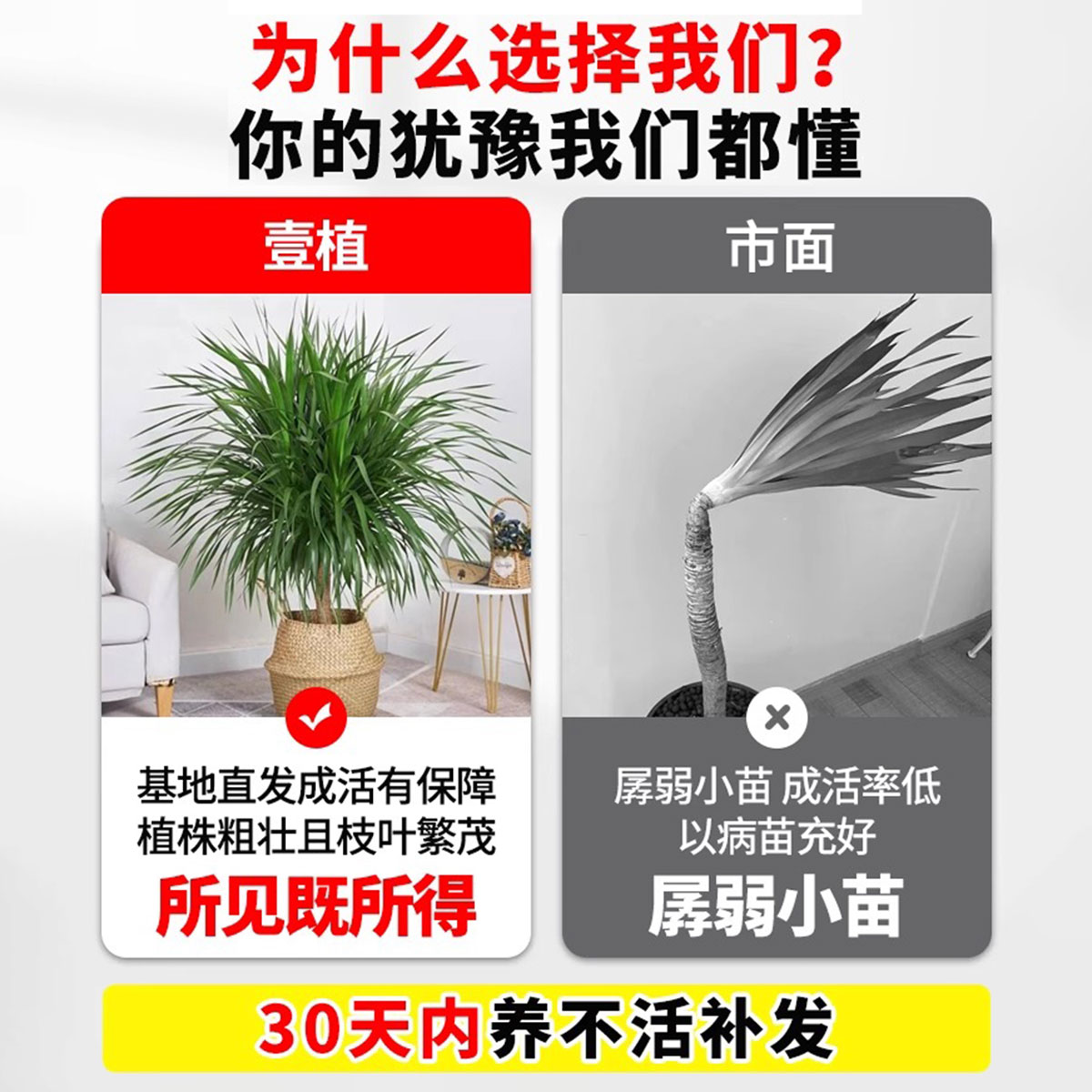 龙须树大型绿植多头龙血树龙铁树发财树室内客厅盆栽花卉植物盆景 - 图0