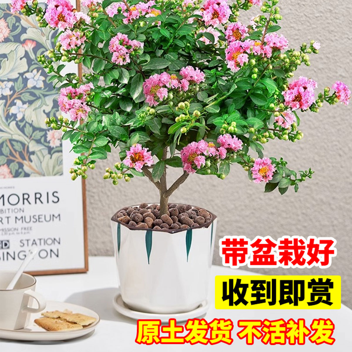 紫薇花树苗盆栽小苗室内外阳台耐热木本花卉盆景庭院花园矮化绿植 - 图2