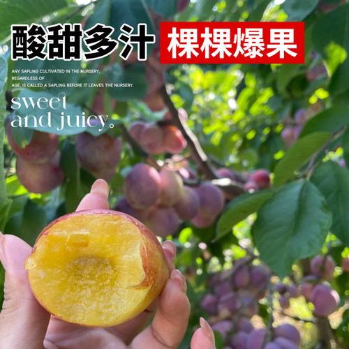 西梅树树苗蓝蜜西梅李子树苗北方南方室内外庭院盆栽当年结果带土 - 图2