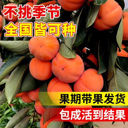 柿子苗树苗火晶柿子正宗对版嫁接果树南北方种植地栽脆甜当年结果 - 图0