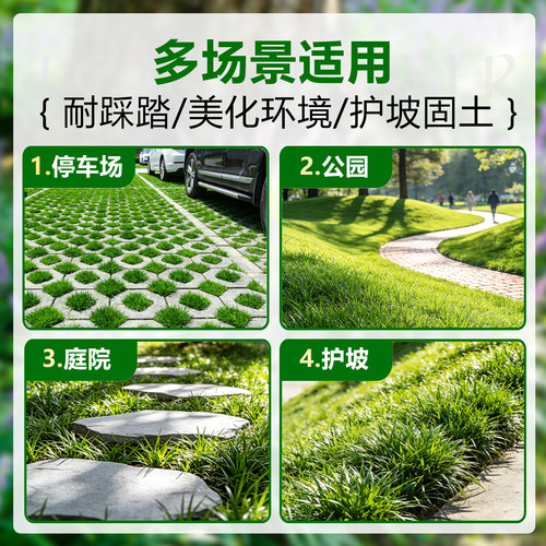 日本矮麦冬草苗玉龙草宽叶草庭院常绿耐阴耐寒工程四季青绿化植物 - 图2