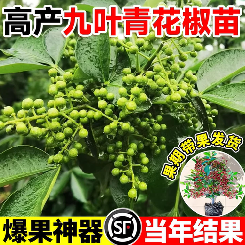 正宗九叶青花椒苗树当年结果四川汉源藤椒室外种植无刺绿麻椒大苗 - 图0