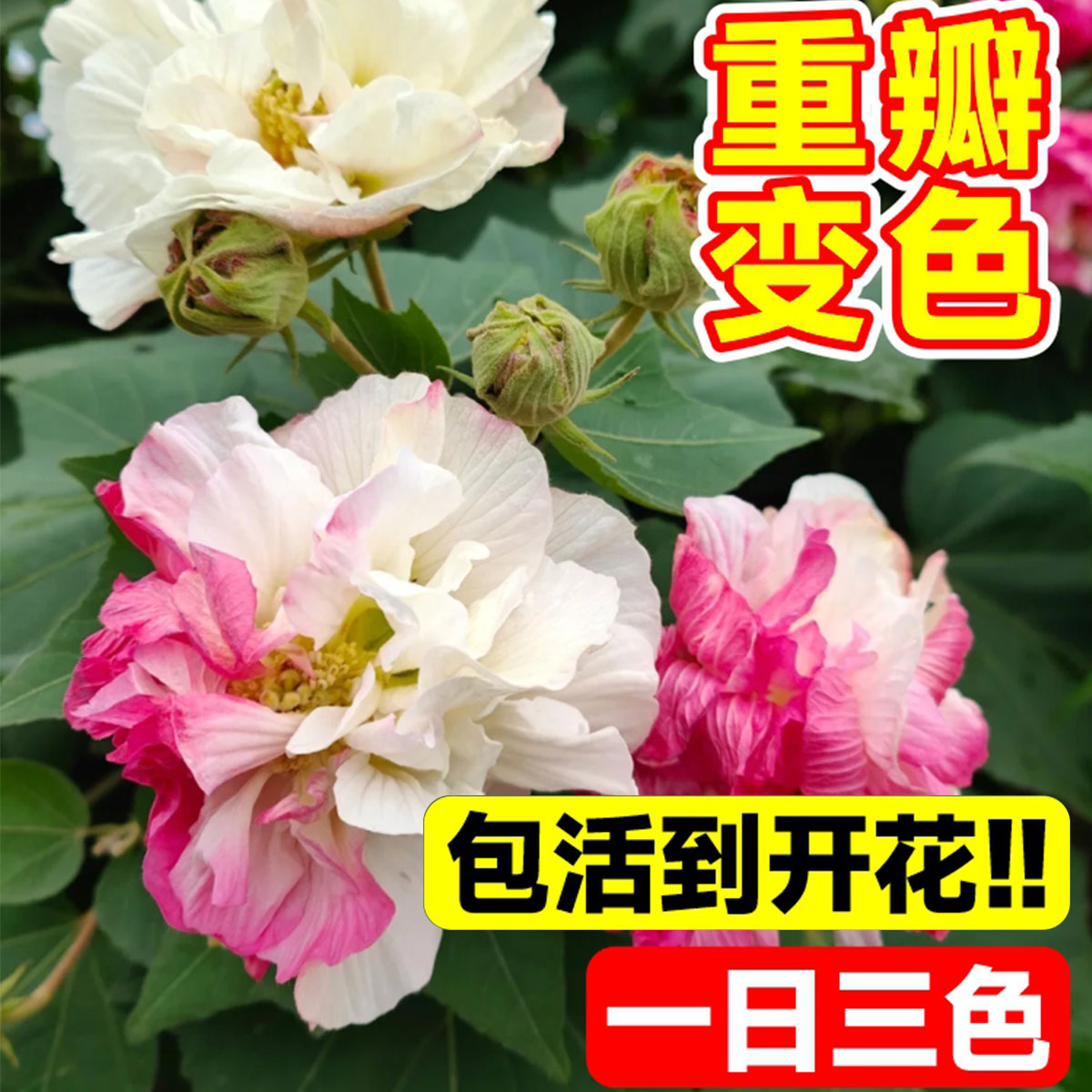 芙蓉花树苗盆栽重瓣三醉芙蓉花苗室内外庭院耐寒种植四季开花植物 - 图1