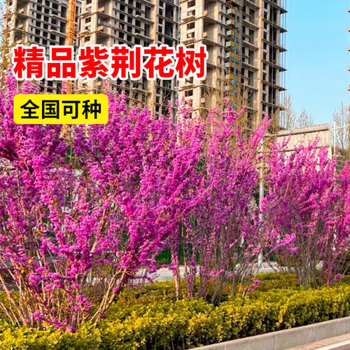 紫荆花树苗绿化植物室外庭院耐寒盆景四季花卉工程苗木丛生紫荆花 - 图1