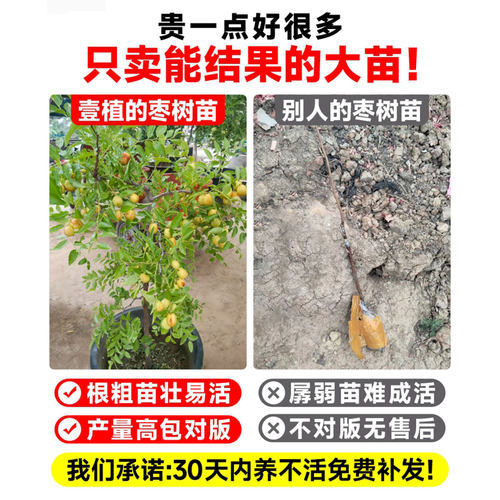 枣树活苗果树南方北方带土球种植嫁接冰糖枣特大超甜沾化冬枣苗树 - 图0