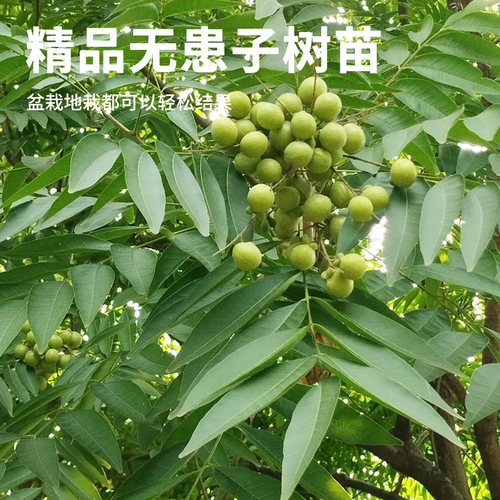 无患子树苗鬼见愁四季绿化树苗南北方庭院名贵风景大树保平安绿植 - 图2