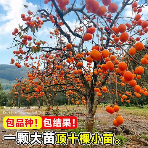 柿子树特大苗脆甜阳丰太秋火晶嫁接水果庭院盆栽南北方种植果树苗 - 图1