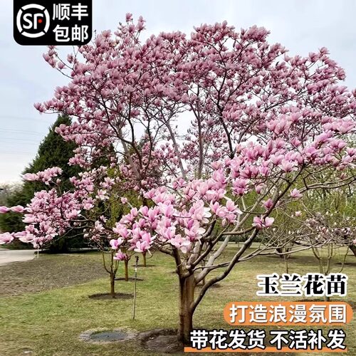 玉兰树苗大树带花苞耐寒庭院室外绿化植物白紫广玉兰花苗花卉盆栽 - 图0