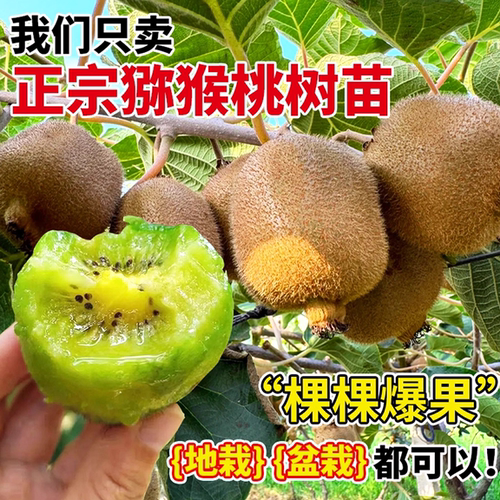 红心猕猴桃树果苗嫁接徐香软枣盆栽地栽雌雄同体南北种植当年结果 - 图1