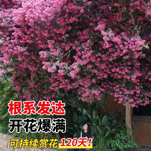 紫薇树苗庭院种植红火箭紫薇花树苗工程绿化造景花卉耐寒四季植物 - 图2