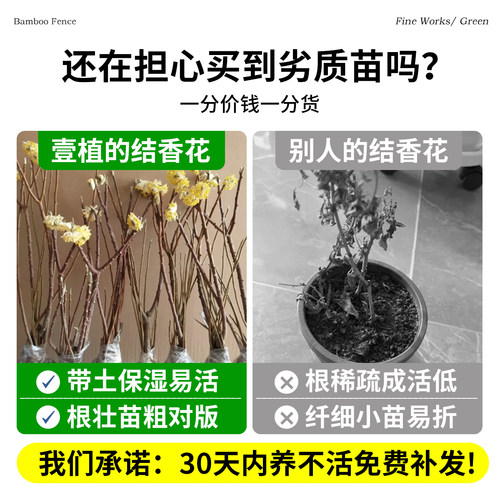 结香花树苗盆栽庭院别墅节香花卉植物梦花树苗室外风景大树绿化苗 - 图1