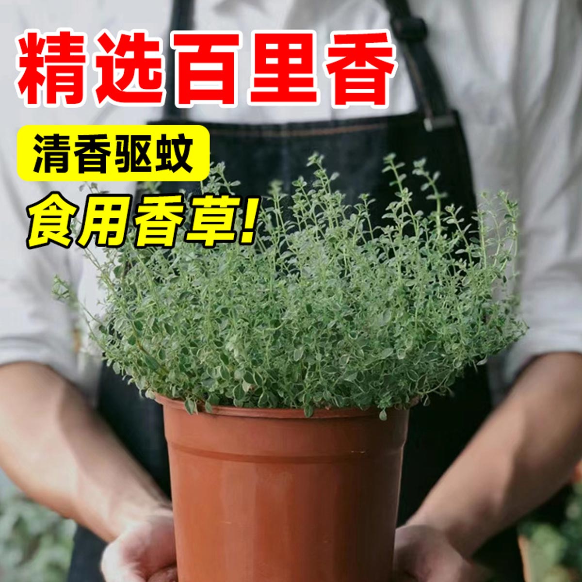 驱蚊草百里香盆栽室内植物迷迭香牛排用薄荷苗罗勒香草可食用调料 - 图0