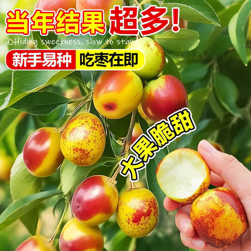 枣树活苗特大冬枣带土发货南北方沾化冬枣大树种植嫁接苗当年结果 - 图2