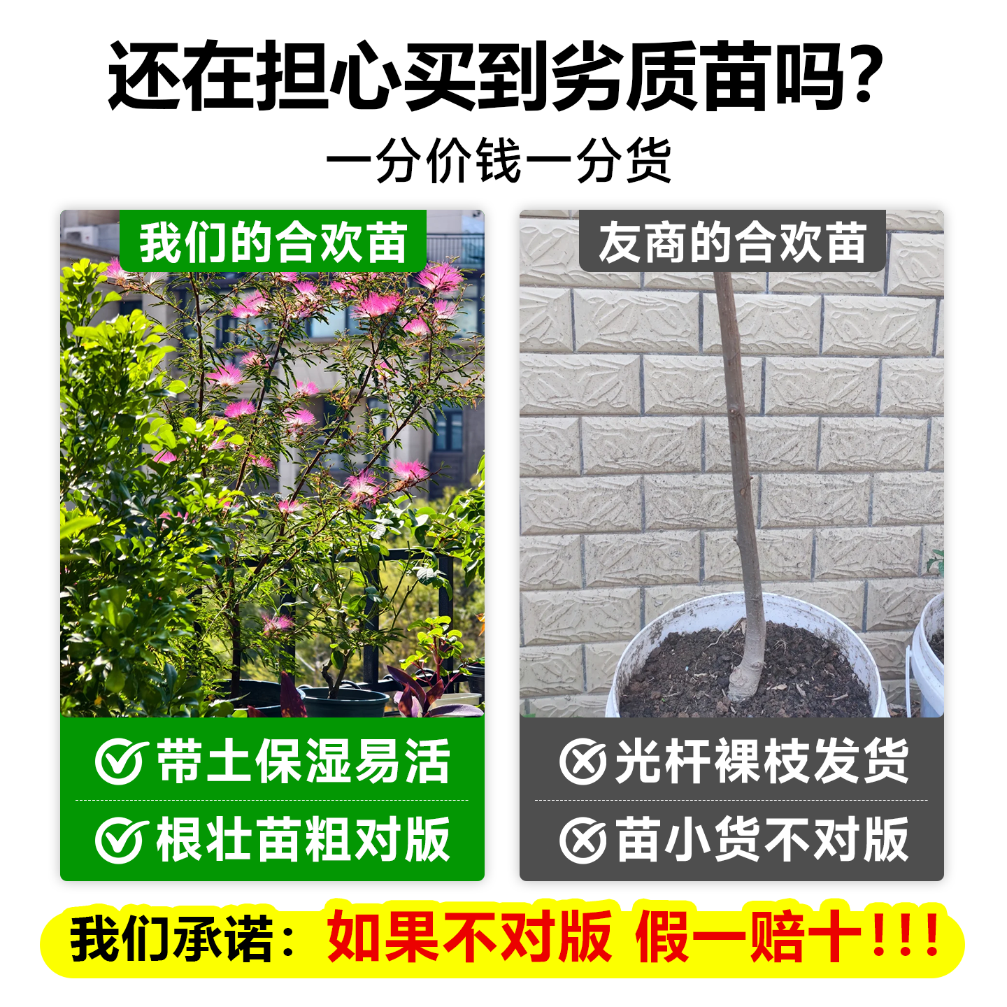 合欢花树苗绒花树合欢苗耐寒地栽盆栽室外风景树工程地栽大树乔木 - 图0
