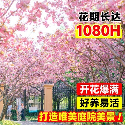 日本樱花树苗木庭院南北方种植盆栽大绿化风景树苗室外花卉早晚樱 - 图3