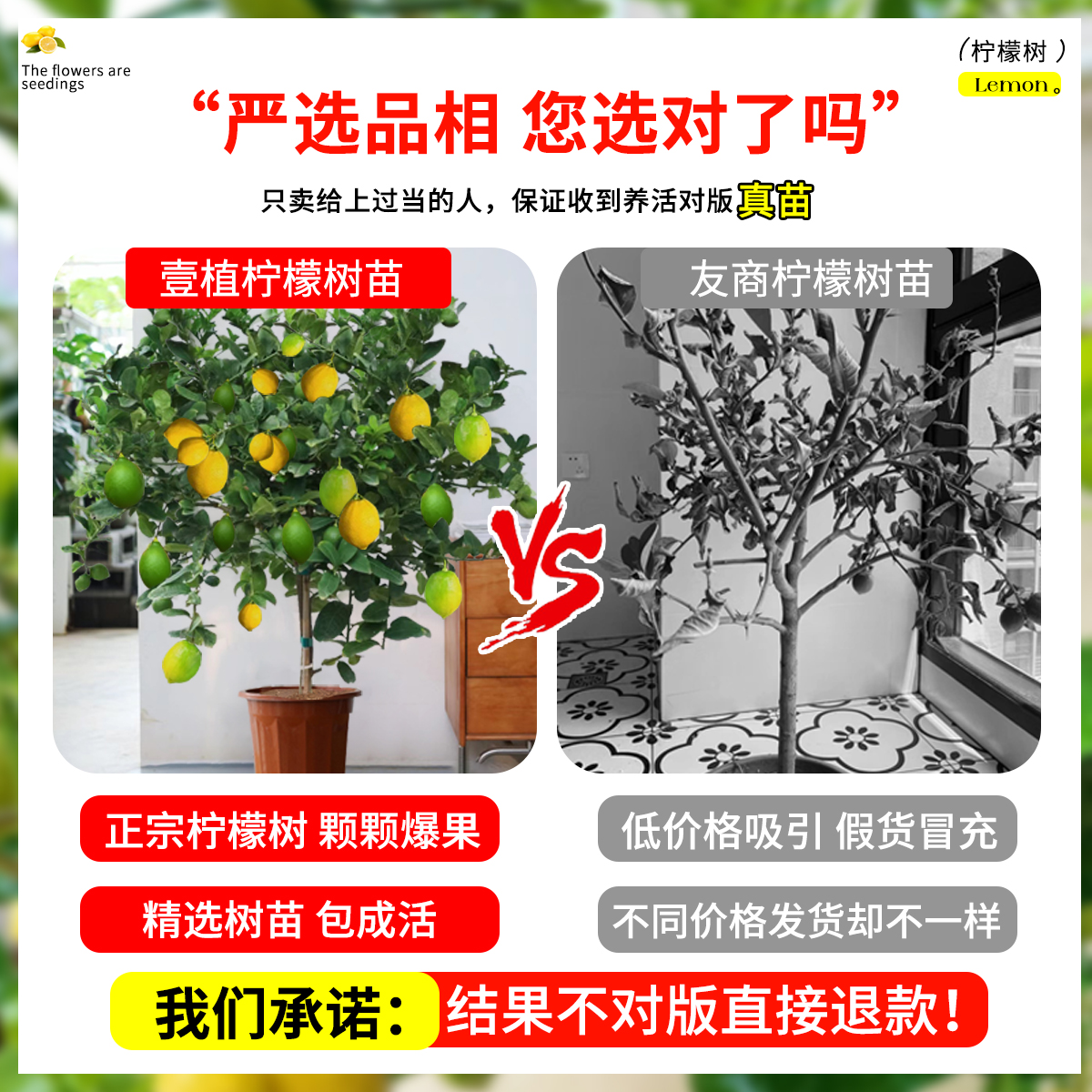 香水柠檬树盆栽带果可食用室内庭院种植四季结果广东无核青柠檬苗