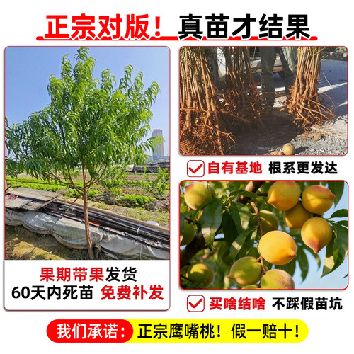 鹰嘴桃树果苗正宗广东连平南北方种植黄桃水蜜桃树苗带土四季盆栽 - 图1