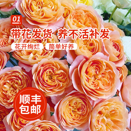 果汁阳台月季盆栽花苗大花四季开花玫瑰带花苞阳台植物红果汁花卉 - 图0