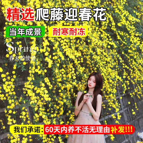 迎春花树苗盆栽带花苞连翘老桩盆景庭院爬藤四季花卉报春花植物 - 图0