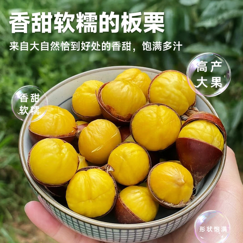 板栗苗树嫁接迁西早熟庭院南北种植耐寒特大栗子盆栽地栽当年结果 - 图1