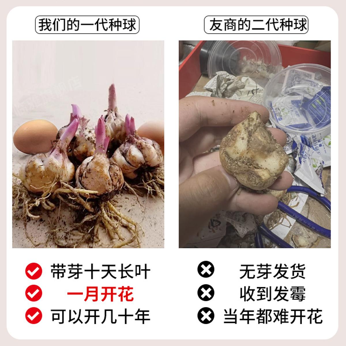 进口香水百合种球盆栽花室内四季开花绿植重瓣郁金香水培土培植物