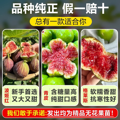 无花果树果苗特大果盆栽水果波姬红南方北方种植地栽阳台四季耐寒 - 图0