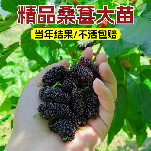大长果桑葚树苗带果盆栽台湾白桑葚嫁接果树果苗南北方四季甜水果 - 图0