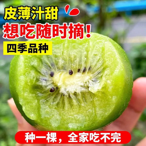 红心猕猴桃树果苗嫁接徐香软枣盆栽地栽雌雄同体南北种植当年结果 - 图2