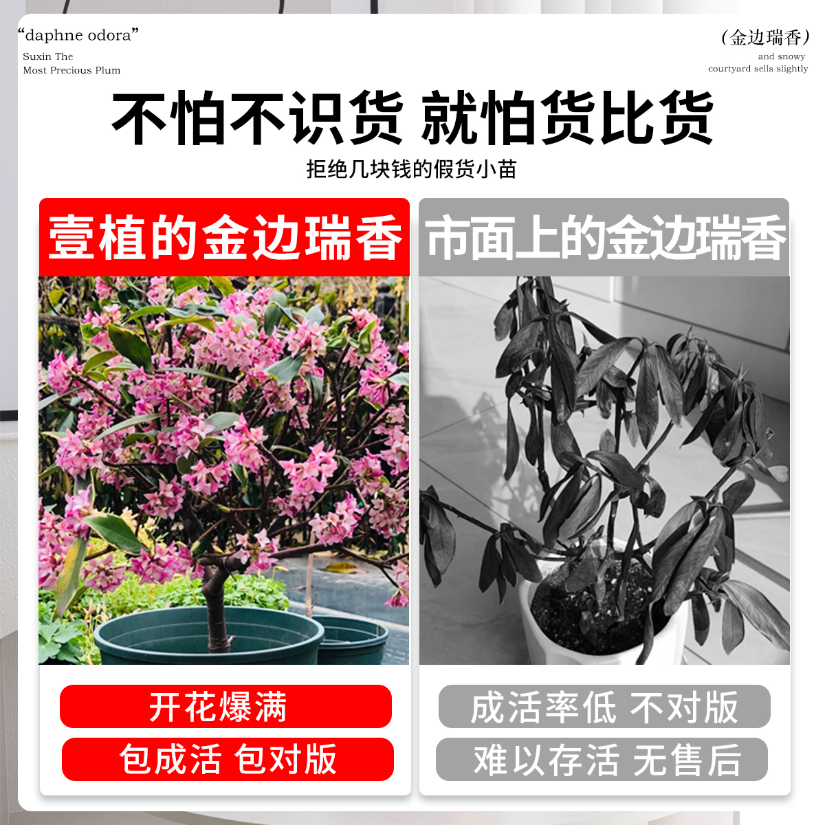 金边瑞香盆栽浓香型带花苞室内客厅阳台耐寒老桩大苗四季花卉植物 - 图1