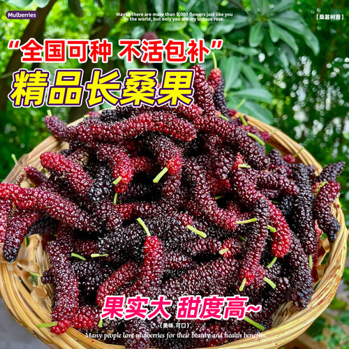 长果桑葚树苗耐寒盆栽无籽十黑桑大果树地栽庭院正宗台湾带果嫁接 - 图1
