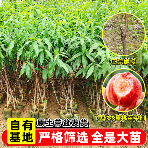 早熟高产水蜜桃树苗盆栽特大桃树果苗南北方种植四季带土当年结果 - 图1