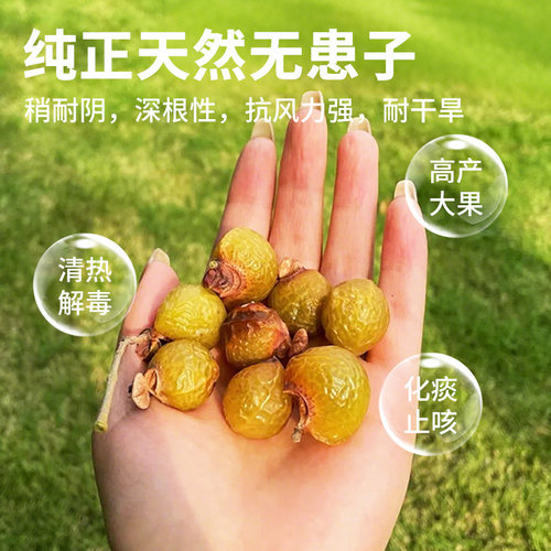 无患子树苗鬼见愁四季绿化树苗南北方庭院名贵风景大树保平安绿植 - 图1