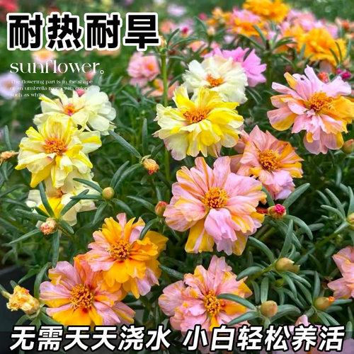 重瓣太阳花盆栽特大号花苗室内阳台花卉绿植物四季好养活花种籽子 - 图2