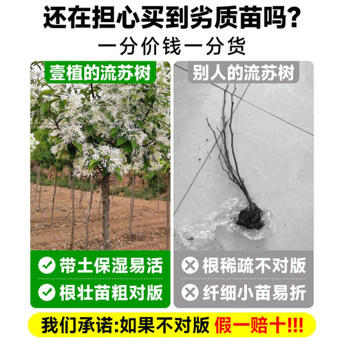流苏树苗四月雪盆栽室外庭院地栽梦幻流苏花苗油根子绿化风景大树 - 图1