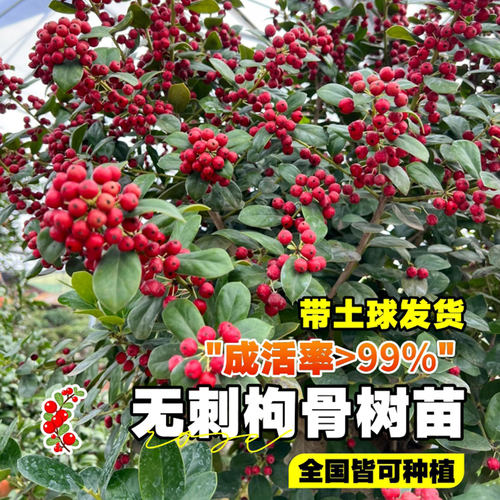 无刺枸骨树苗盆景庭院四季常青苗球北方耐寒绿化苗木满堂红鸿运果 - 图0