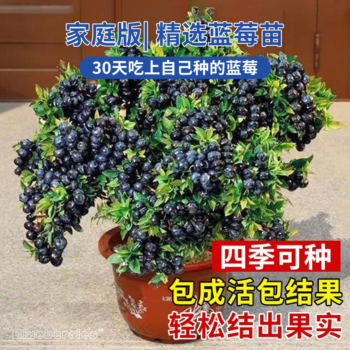 蓝莓树果苗盆栽果树苗特大号百香果四季种植庭院室内阳台耐寒好养,淘宝优惠券,粉丝福利购,淘宝优惠卷