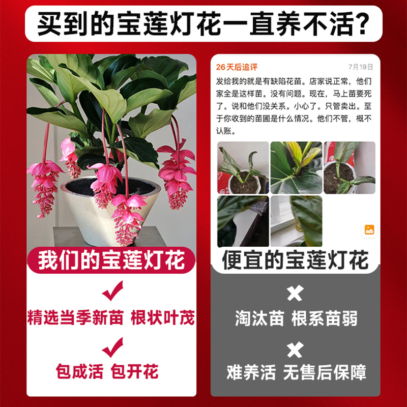 宝莲灯花盆栽带花苞发货室内客厅花卉大花型绿植物四季好养活花苗 - 图0