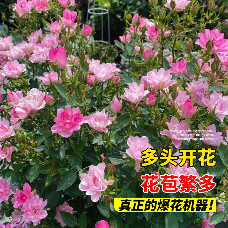 天荷繁星微型月季花苗多头灌木玫瑰蔷薇室内阳台四季开花花卉盆栽,淘宝优惠券,粉丝福利购,淘宝优惠卷