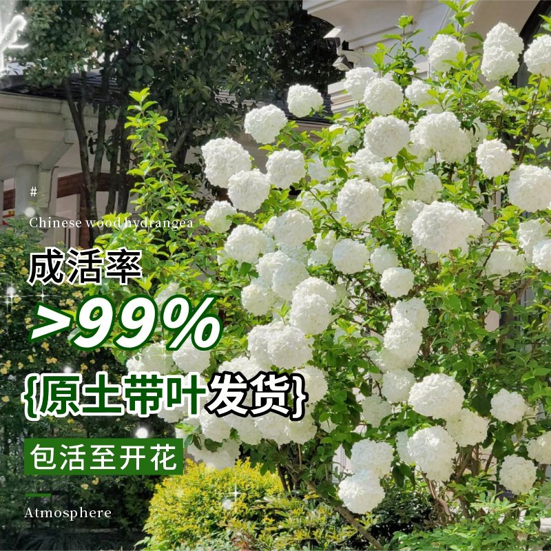 中华木绣球斗球树苗老桩白麻球苗庭院别墅耐寒盆栽风景树绣球花苗,淘宝优惠券,粉丝福利购,淘宝优惠卷