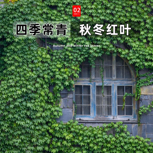 爬山虎爬藤植物四季三叶五叶爬山虎树苗不落叶花卉庭院室外爬墙虎 - 图1