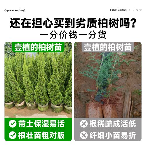 柏树树苗塔柏侧柏龙柏庭院行道风景大树园林工程绿化乔木四季常青 - 图1