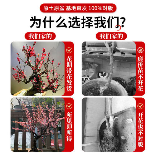 红梅花盆栽树苗室内外阳台花卉庭院地栽四季耐寒植物老桩盆景腊梅 - 图1