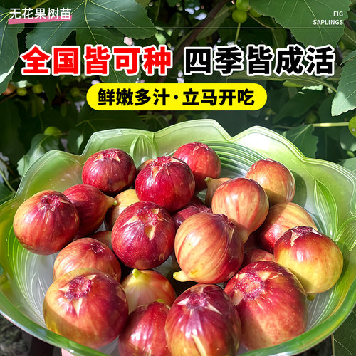 无花果树果苗特大果盆栽水果波姬红南方北方种植地栽阳台四季耐寒 - 图1