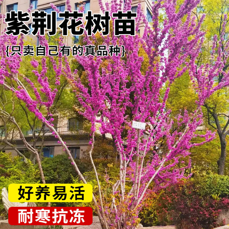 紫荆花树苗绿化植物室外庭院耐寒盆景四季花卉工程苗木丛生紫荆花 - 图0